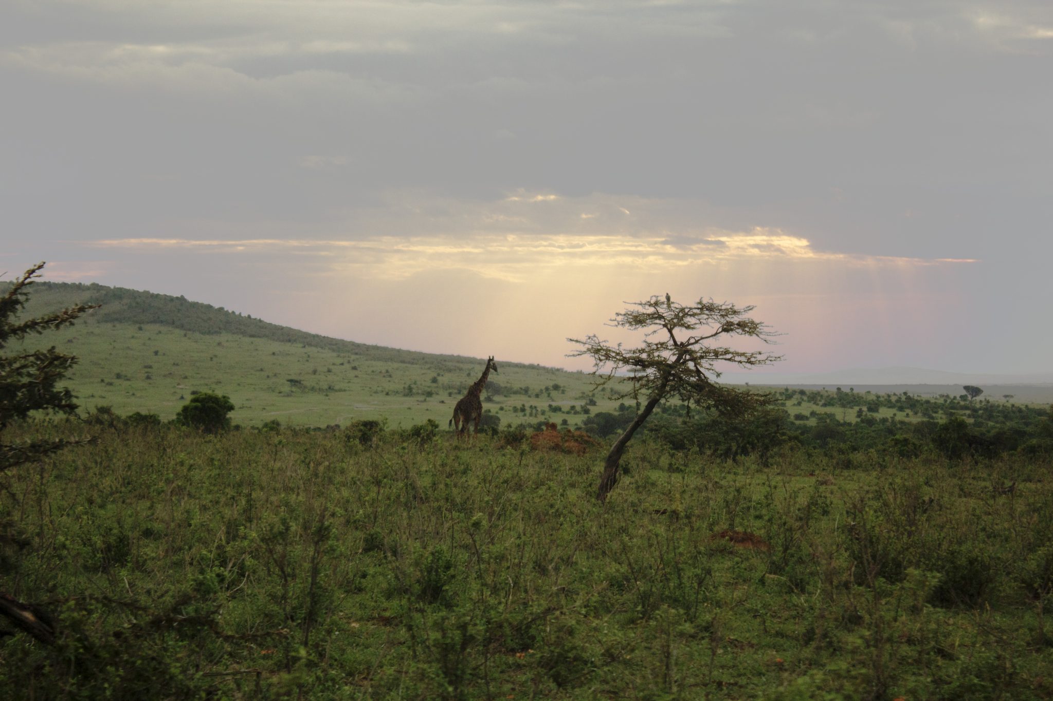 Maasai Maran kansallispuisto, Maasai mara Kenia, Maasai mara national reserve, maasai mara national reserve kenya